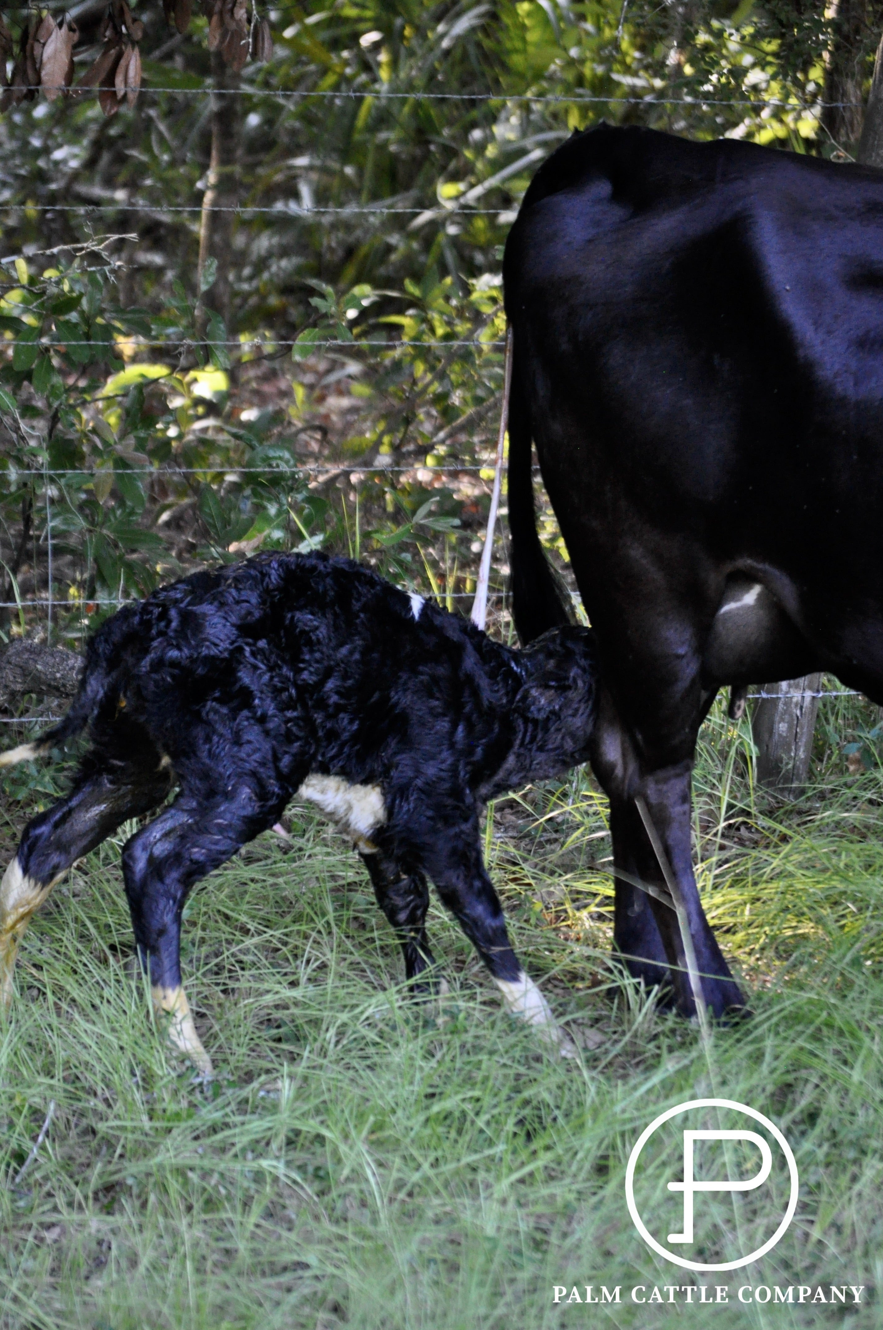 The Newest Member of The Palm Ranch Herd