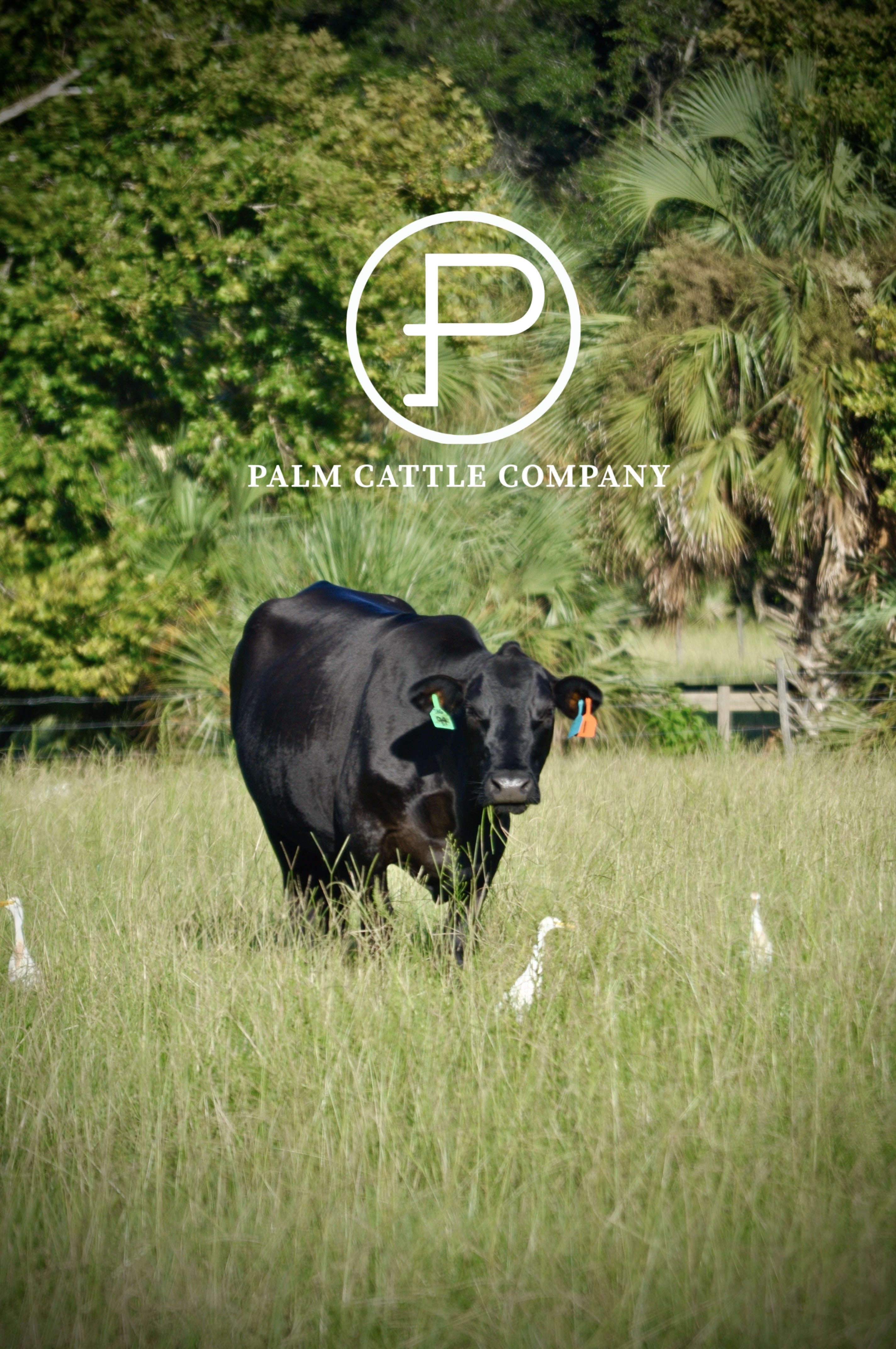 10 lbs of Ground Beef - Grass Fed & Grass Finished